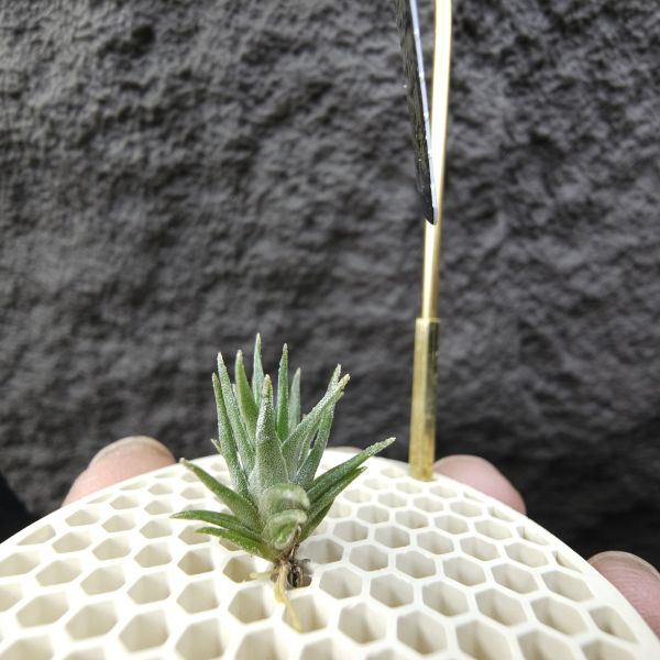 黃花媳婦×紅電捲/Tillandsia xiphioides v. lutea × streptophylla Red#8262 