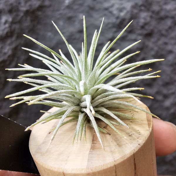 紅花海膽/Tillandsia Argentea 