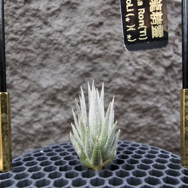 橙花媳婦×龍精靈/Tillandsia erici × ionantha Ron(TI)~From JoLi 