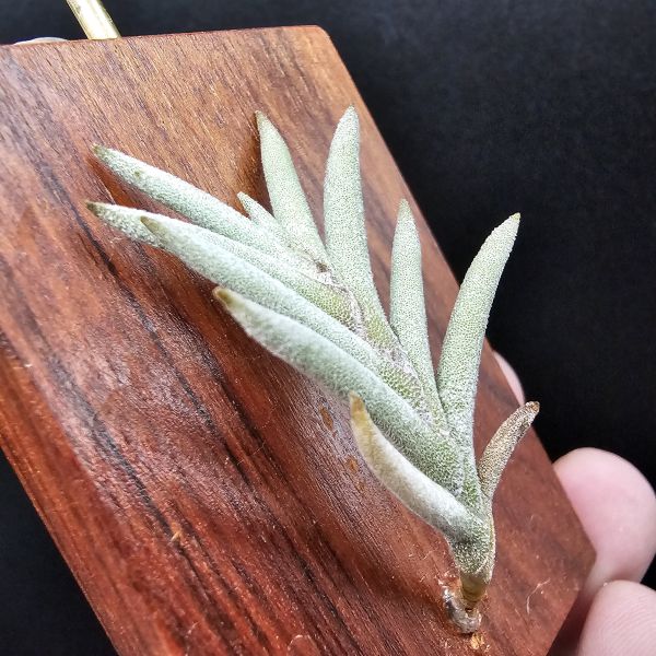 Tillandsia capillaris(Europe)~歐洲卡畢、植株不小未見過開花的型態。 