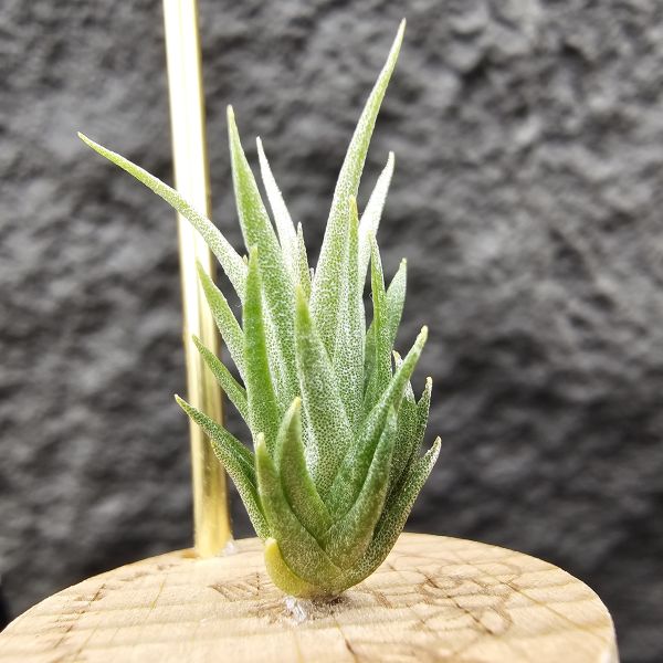 橙花媳婦 × 露西/Tillandsia erici × Luciille 900/1200/1500 