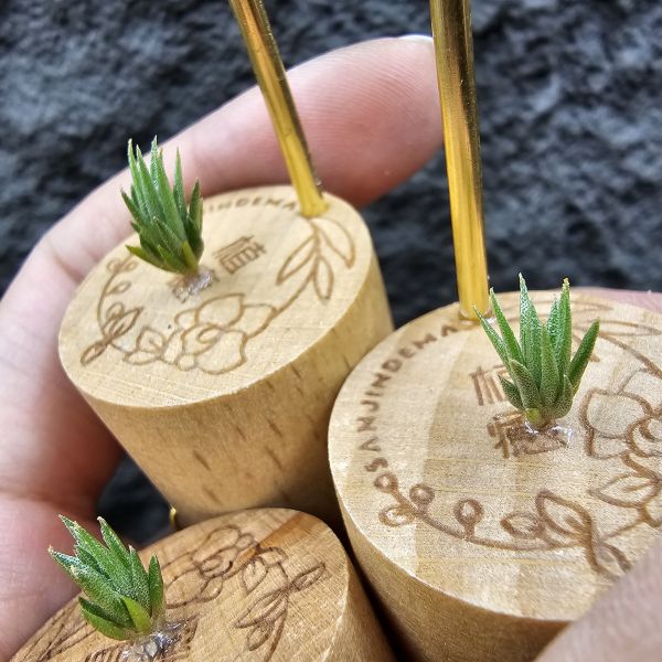 初戀 × 德K榛(A型)S尺寸不挑株/Tillandsia arequitae × ionantha haselnuss clone A 