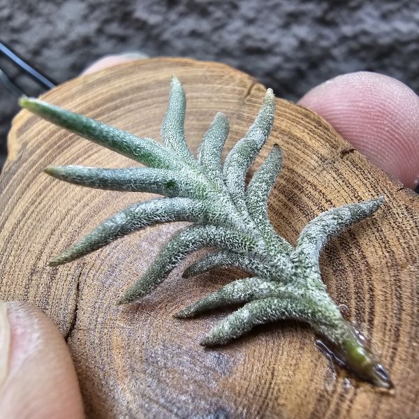 帕姆塔塔/Tillandsia permutata(Europe) 