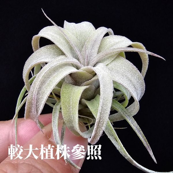 霸王鳳×RR(顯色)不挑株/Tillandsia xerographica × Regal Rene(cyc #697)~霸王交RR怎麼能不美~圖四~六大植株參照！ 