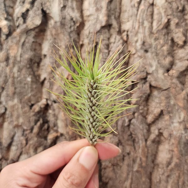 變異小狐尾/Tillandsia Funckiana Var. Recurvifolia 