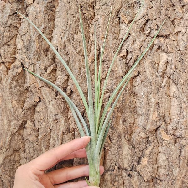 噴泉×費西/Tillandsia Exserta × Fasciculata 