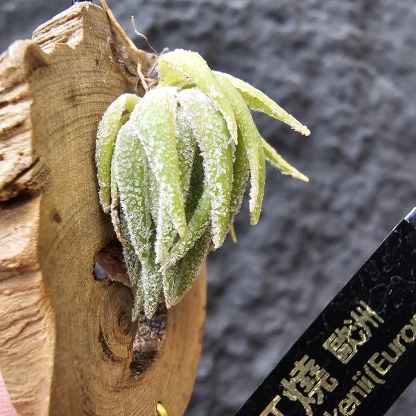 T燒/Tillandsia Thiekenii(Europe) - 艸木青・空氣鳳梨 Grass Wood Tillandsia