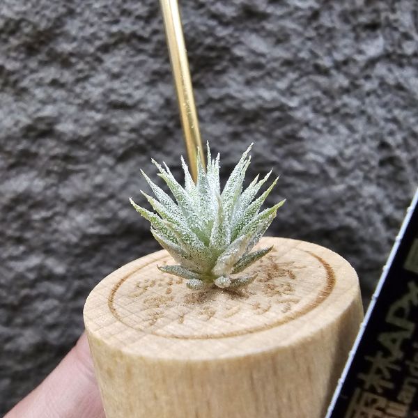 雨林AP×長莖minor(From JoLi)/Tillandsia ionantha Apretado × ionantha van. minor form 