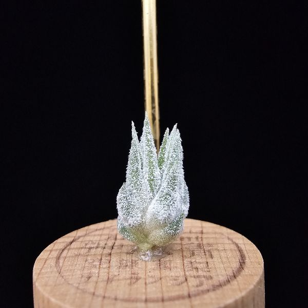 薰衣草小精靈(夏威夷)/Tillandsia ionantha Hawaiian Lavender 