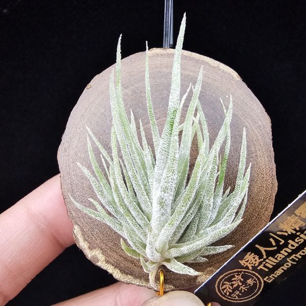 New~小矮人精靈×雞爪(精靈爪?)/Tillandsia ionantha Enano(Tropiflora) × glabrior~熱帶'小矮人精靈'與銀葉質感的'雞爪'交種，有點奇葩XD~叢生滿美、毛毛的~ 