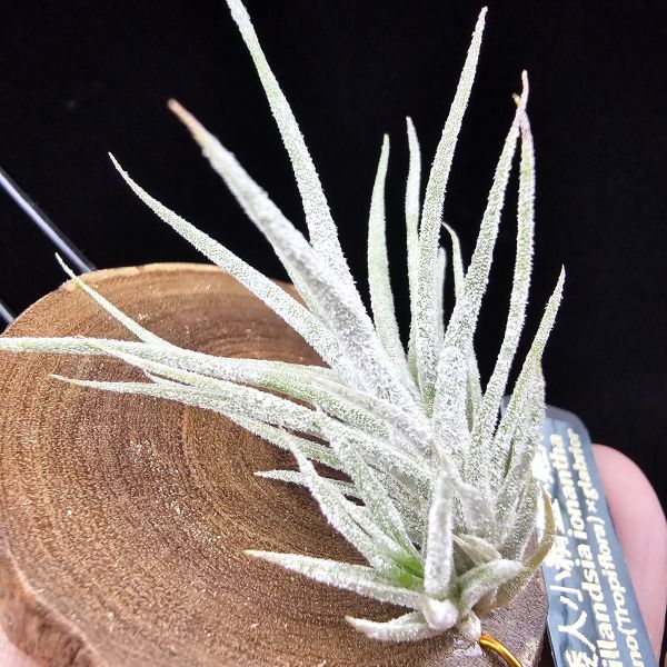 New~小矮人精靈×雞爪(精靈爪?)/Tillandsia ionantha Enano(Tropiflora) × glabrior~熱帶'小矮人精靈'與銀葉質感的'雞爪'交種，有點奇葩XD~叢生滿美、毛毛的~ 