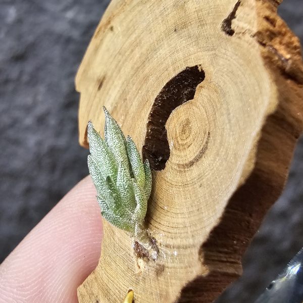 gerdae~玻利維亞小型特有種(紫色瓣狀花)/Tillandsia gerdae 