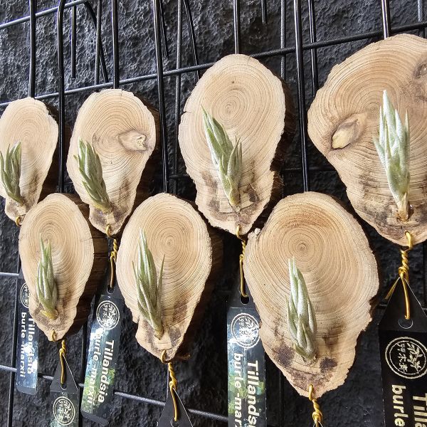 Tillandsia burle-marxii(不挑株S尺寸)白花原生種~ 