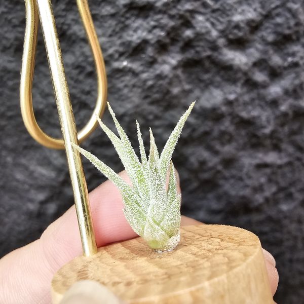 Joy(電捲×河豚)×長莖小精靈/Tillandsia Joy × ionantha v. van-hyningii 
