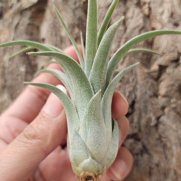 銀飾品-雨林/Tillandsia Silver Trinket 
