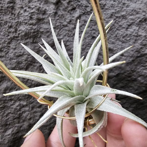 薄紗×多國/Tillandsia (gardneri × stricta)~從芽養到多葉尺寸，都需要時間~ 