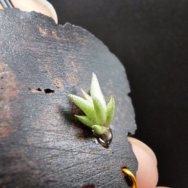 布雷爾利托西斯(S尺寸)/Tillandsia brealitoensis~重油耐用"降真木"板材! 