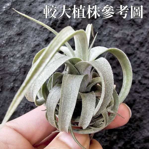 歐洲毛媳婦×電捲燙(不挑株，較大尺寸)/Tillandsia xiphioides(Europe) × streptophllya~隨成長有媳婦的長莖感，特別的是葉片表現因電捲基因限水後而變薄下卷，成了毛感包子的型態。圖四五為較大植株參考。 