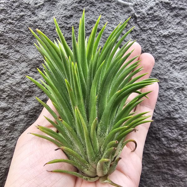 選拔小精靈/Tillandsia ionantha  select seedling 