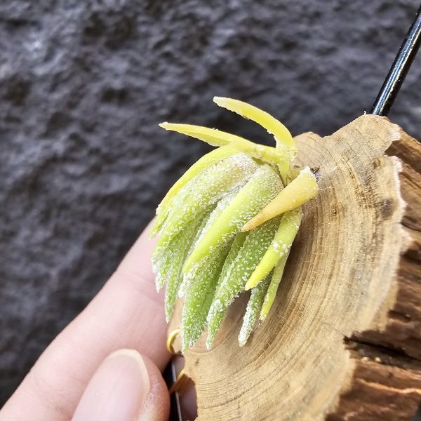 T燒-歐洲/Tillandsia Thiekenii (Europe)~販售品項皆為台灣環境訓養久矣~基本上是相當好照顧~養不好要檢視個人環境！ 