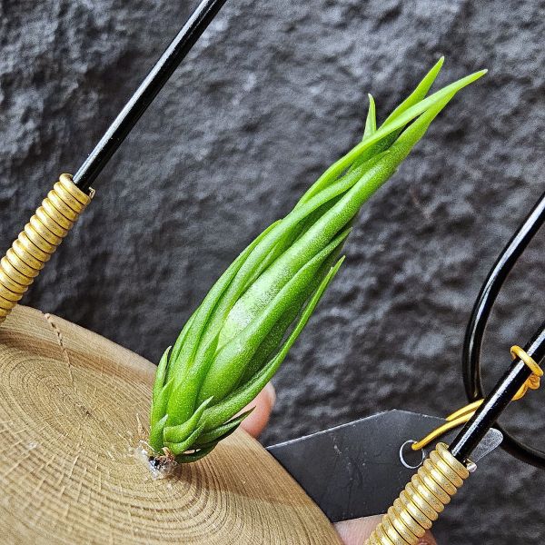 螺絲(限定特價)/Tillandsia Subulifera 