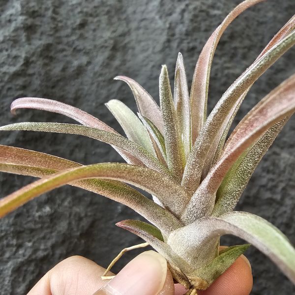 粗皮-紅色型交種/Tillandsia schatzlii Red x 