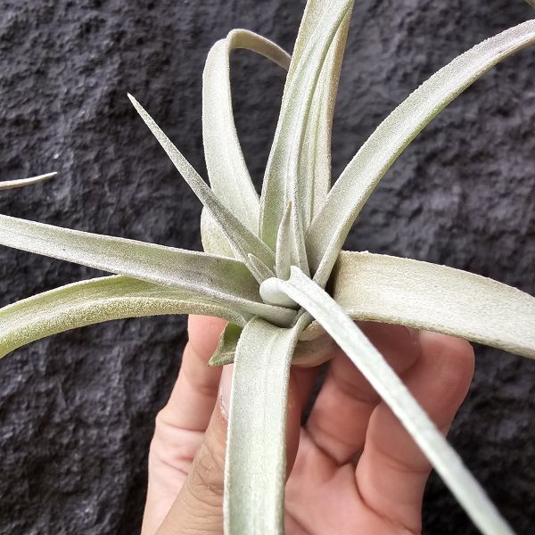 翼龍/Tillandsia Wight Dragon(exserta × chiapensis) 