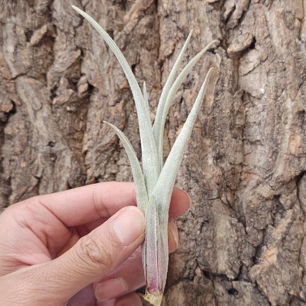 薩迦-變異/Tillandsia Zecheri var. zecheri？ 