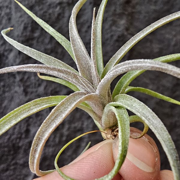 噴泉×RR(影月)~實生苗~露天栽培難免葉傷/Tillandsia Exserta × Regal Rene 
