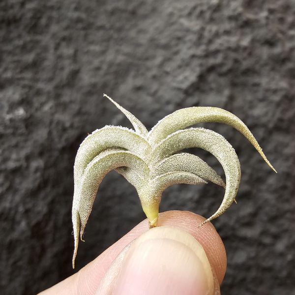 吉利minor(燕子)/Tillandsia gilliesii forma minor 