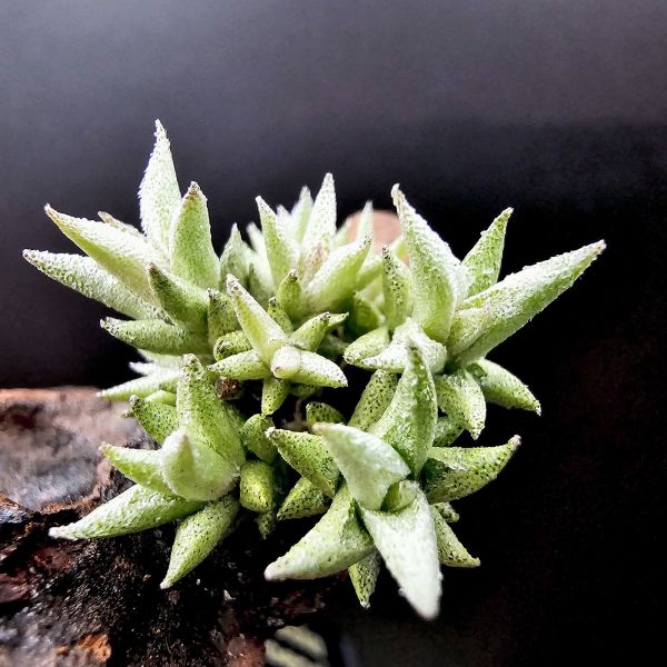 布雷爾利托西斯(9芽叢生+老闆的手作愛心)/Tillandsia brealitoensis 