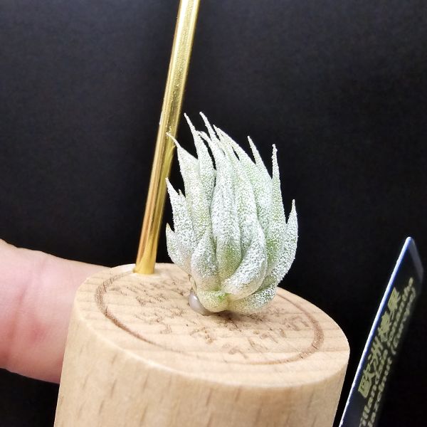 歐洲榛果/Tillandsia ionantha Hazelnut (Europe) 