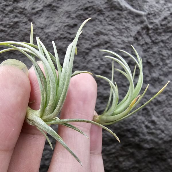 Tillandsia tenuifolia var. saxicola(SSS尺寸不挑株)紫水晶變異型態較小型個體，與T.tenuifolia Bronze Tip很相似，以來源名稱為主，T.tenuifolia的個體也相當多變，實際上有無個體差異也不好判別，此品未曾見開花過！側上木會呈勾勾的型態相當漂亮！ 