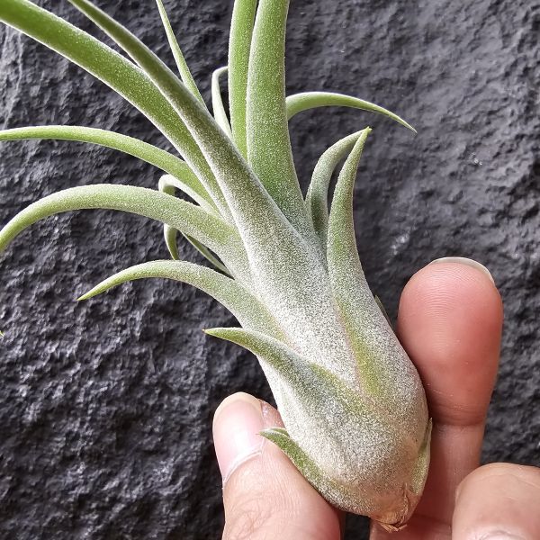 小精靈×貝克利/Tillandsia ionantha × brachycaulos 