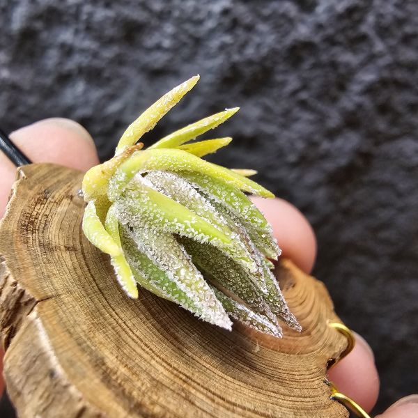 T燒-歐洲/Tillandsia Thiekenii (Europe)~販售品項皆為台灣環境訓養久矣~基本上是相當好照顧~養不好要檢視個人環境！ 
