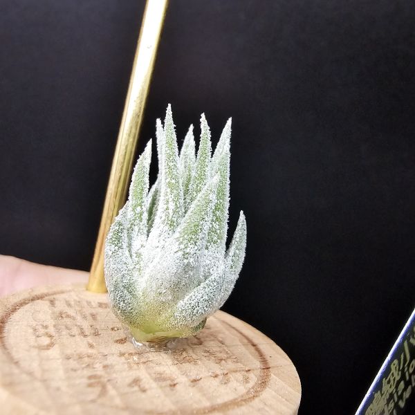 天鵝絨小精靈/Tillandsia ionantha Tall Velvet 