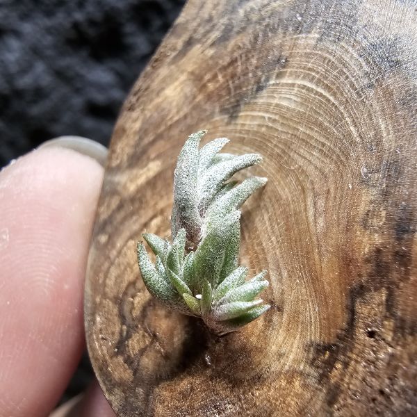 Muhriae~法國原生種/Tillandsia Muhriae(Europe) 