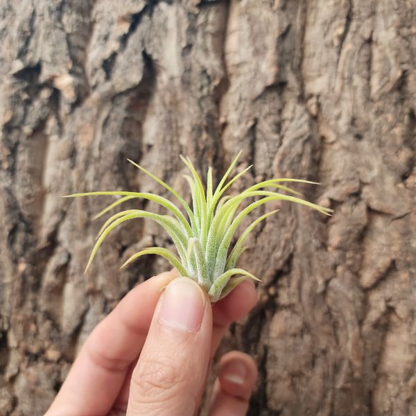 德魯伊小精靈/Tillandsia ionantha Druid 