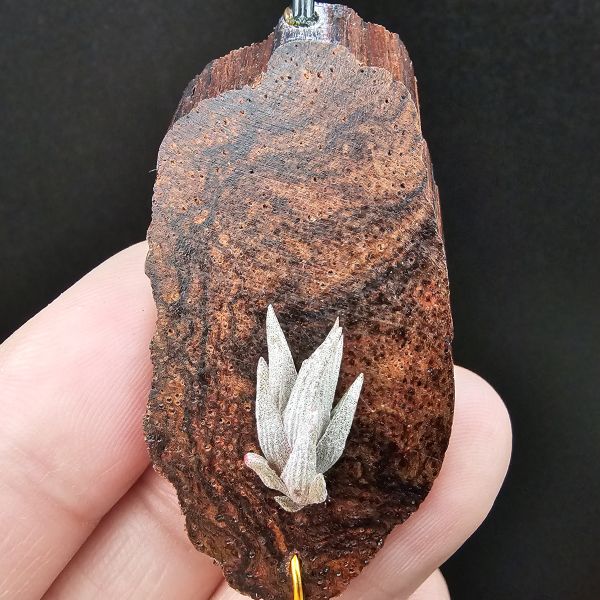 小海螺/Tillandsia Peiranoi Red~重油耐用"降真木"板材 