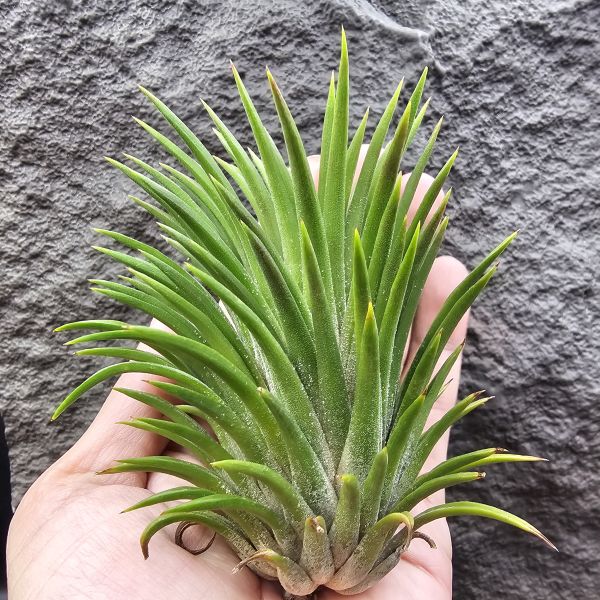 選拔小精靈/Tillandsia ionantha  select seedling 