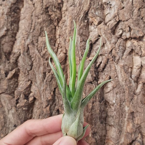 小章魚交種/Tillandsia Bulbosa Hybrid 