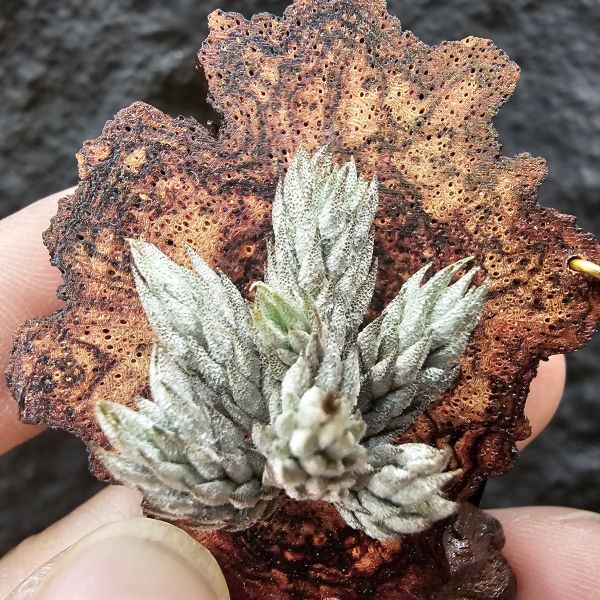 彈頭/Tillandsia pedicellata(Argentina)~商店所販售彈頭品項~皆為嚴格挑選植株、無枯萎品項！ 