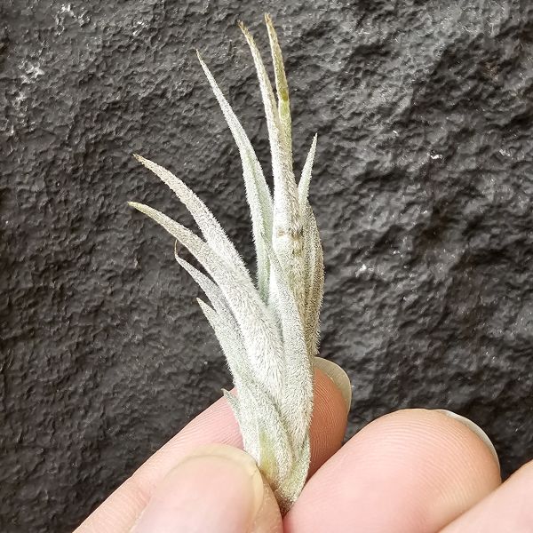 卡登西(眉刷)/Tillandsia Cardenasii(Europe) 