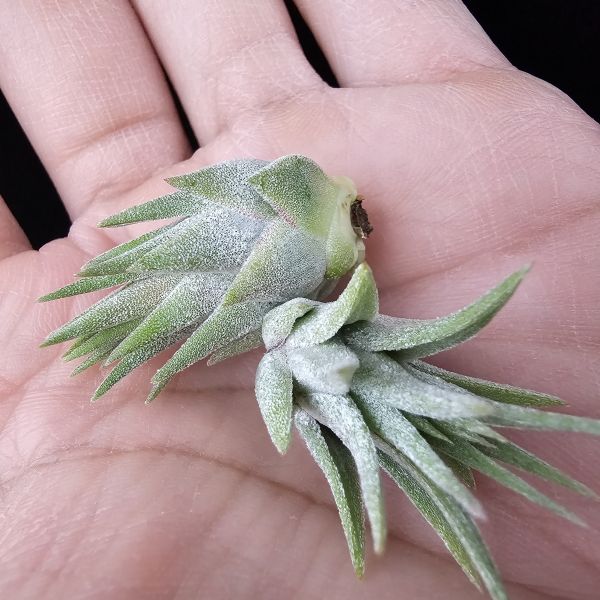 松果小精靈+天鵝絨小精靈/Tillandsia ionantha pinecone/Tillandsia ionantha Tall Velvet 