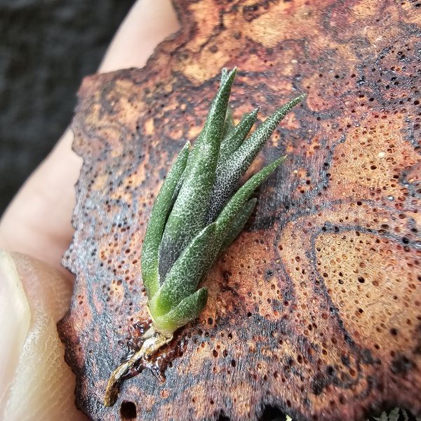 off. gerdae × 紅電捲#8262/Tillandsia off. gerdae × streptophylla Red Form #8262~瓣狀花小型種交管狀花紅電卷，相當特別，目前以見顯紅~ 