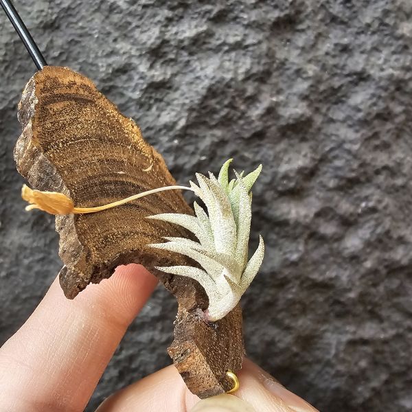 布雷爾利托西斯/Tillandsia brealitoensis 
