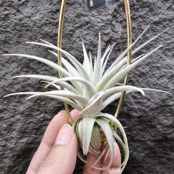 薄紗變異(紫花)/Tillandsia gardneri v. rupicola purple form 