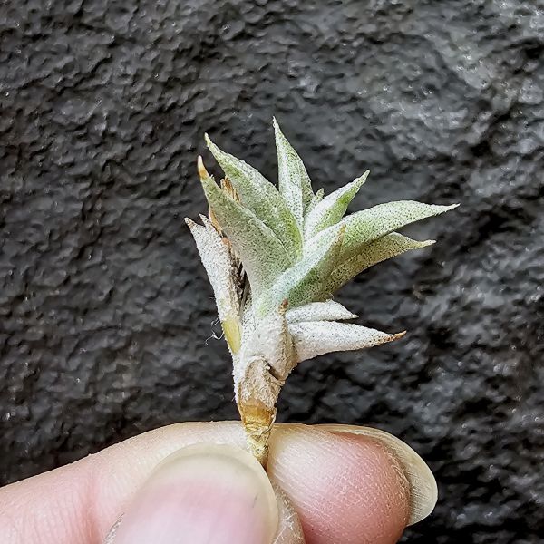安古/Tillandsia angulosa 