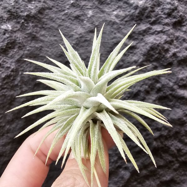 長莖 × Tinco of fire/Tillandsia ionantha v. van-hyningii × ionantha tinco of fire 