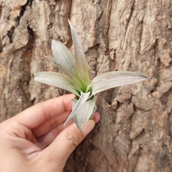 高原×女王/Tillandsia Sphaerocephala × Caput-Medusae 